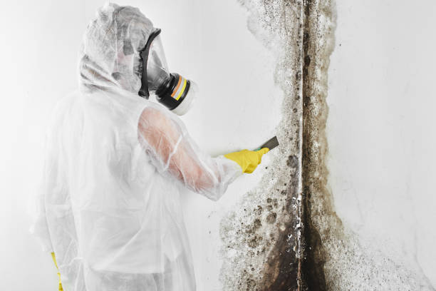 Best Mold Remediation Experts  in New Haven, MO