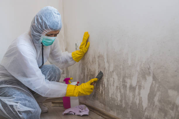 Trusted New Haven, MO Mold Removal Experts
