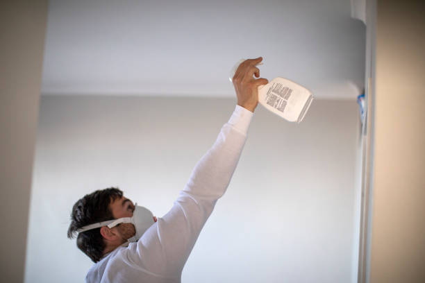 Best Black Mold Removal  in New Haven, MO
