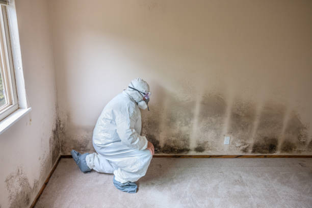 Best Commercial Mold Removal  in New Haven, MO