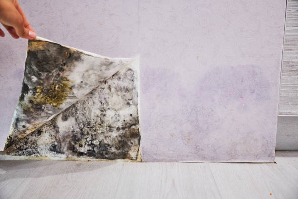 Office Mold Removal Services in New Haven, MO